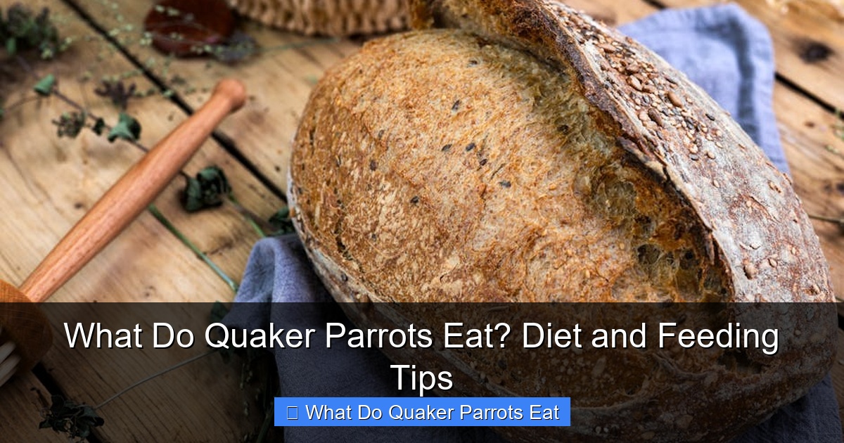Featured image for What Do Quaker Parrots Eat? Diet and Feeding Tips