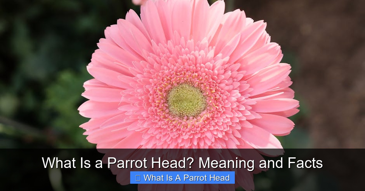 Featured image for What Is a Parrot Head? Meaning and Facts