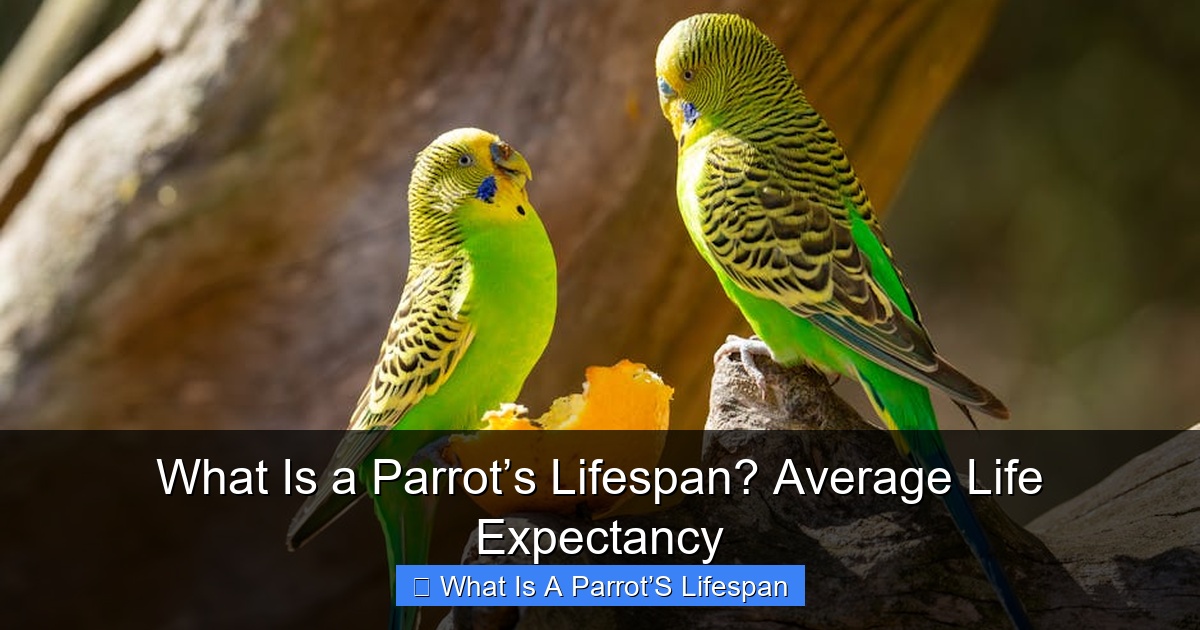Featured image for What Is a Parrot’s Lifespan? Average Life Expectancy