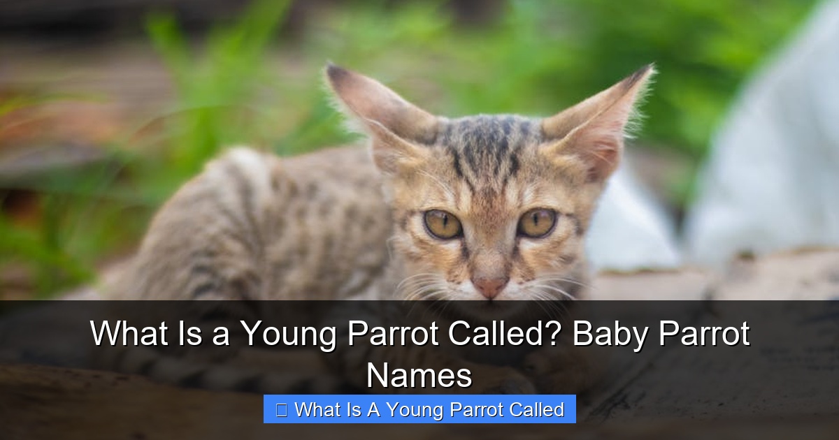 Featured image for What Is a Young Parrot Called? Baby Parrot Names