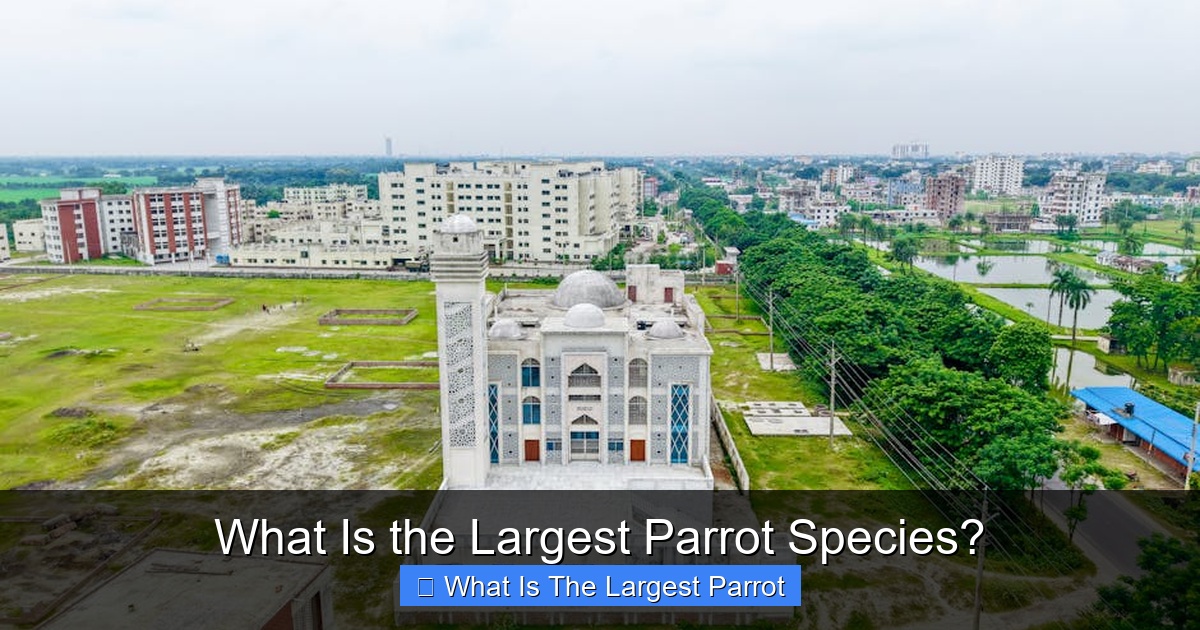 Featured image for What Is the Largest Parrot Species?