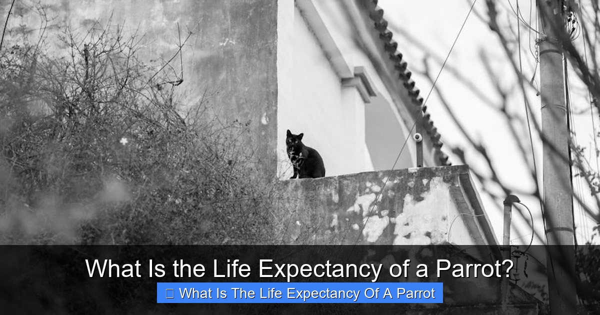 Featured image for What Is the Life Expectancy of a Parrot?