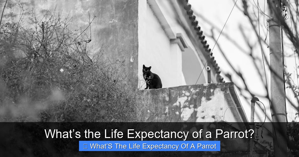 Featured image for What’s the Life Expectancy of a Parrot?