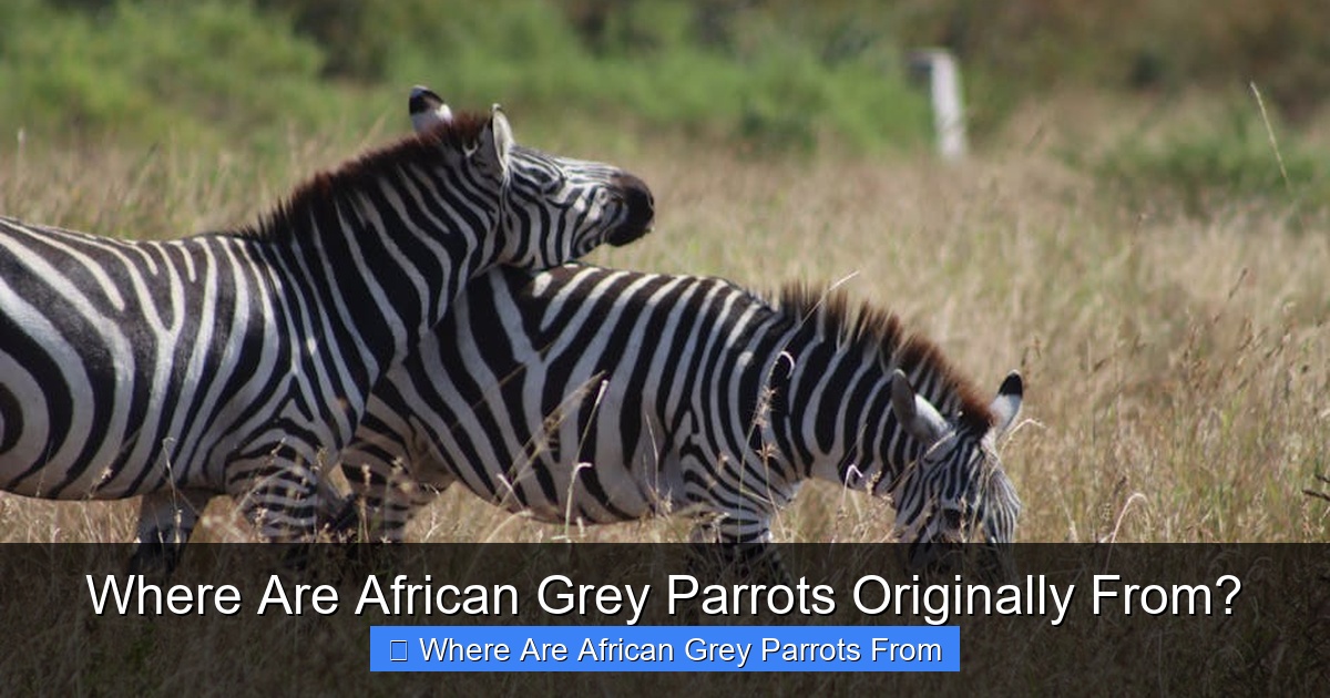 Featured image for Where Are African Grey Parrots Originally From?