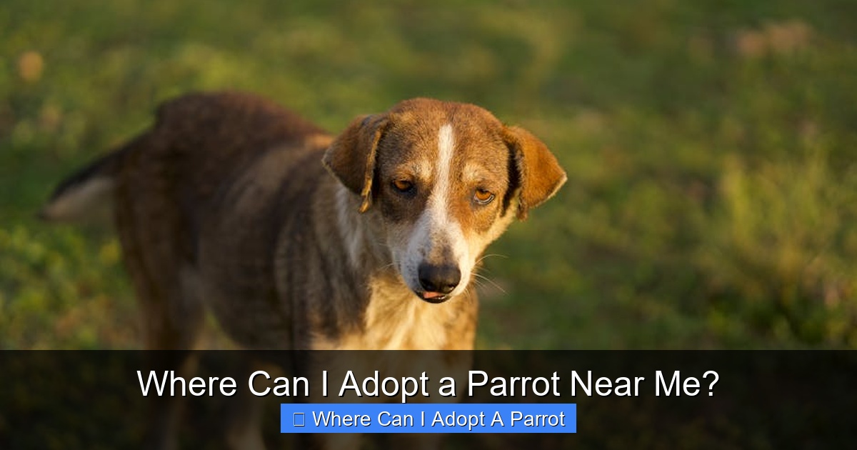 Featured image for Where Can I Adopt a Parrot Near Me?