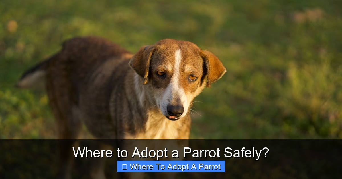 Featured image for Where to Adopt a Parrot Safely?