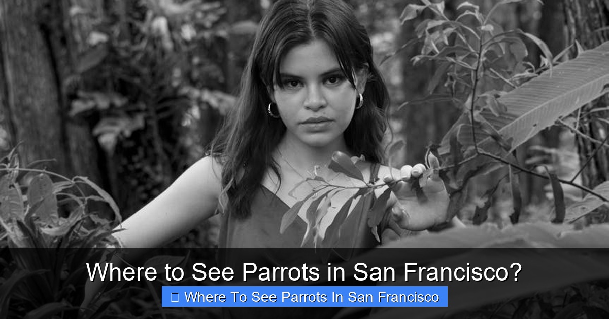 Where to See Parrots in San Francisco?