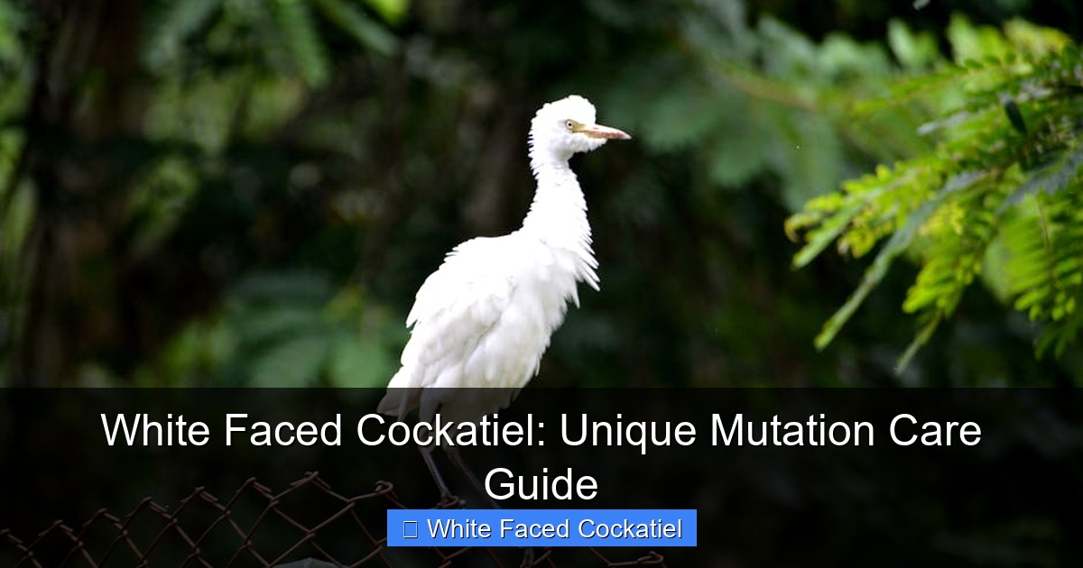 Featured image for White Faced Cockatiel: Unique Mutation Care Guide