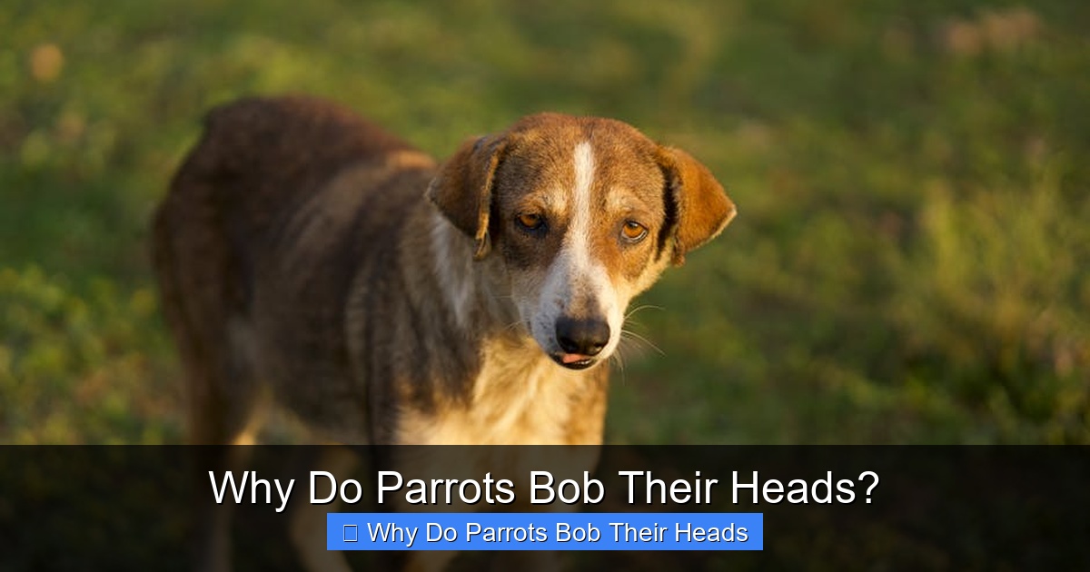 Why Do Parrots Bob Their Heads?