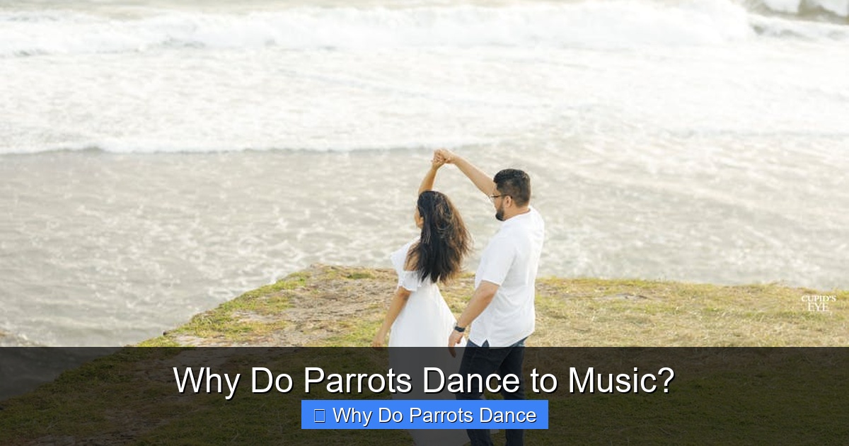 Why Do Parrots Dance to Music?