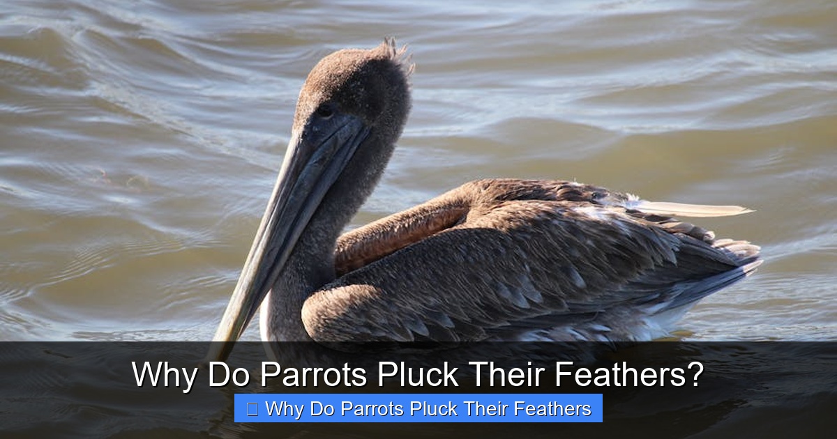 Why Do Parrots Pluck Their Feathers?