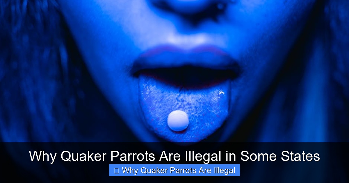 Featured image for Why Quaker Parrots Are Illegal in Some States