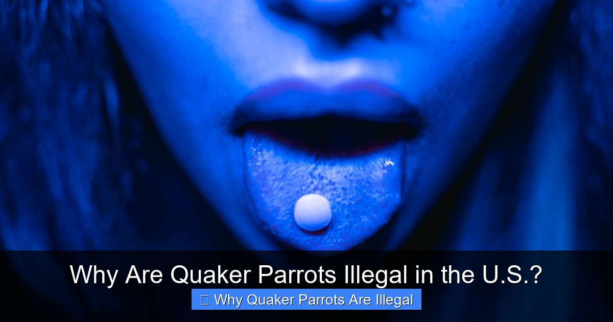 Why Are Quaker Parrots Illegal in the U.S.?