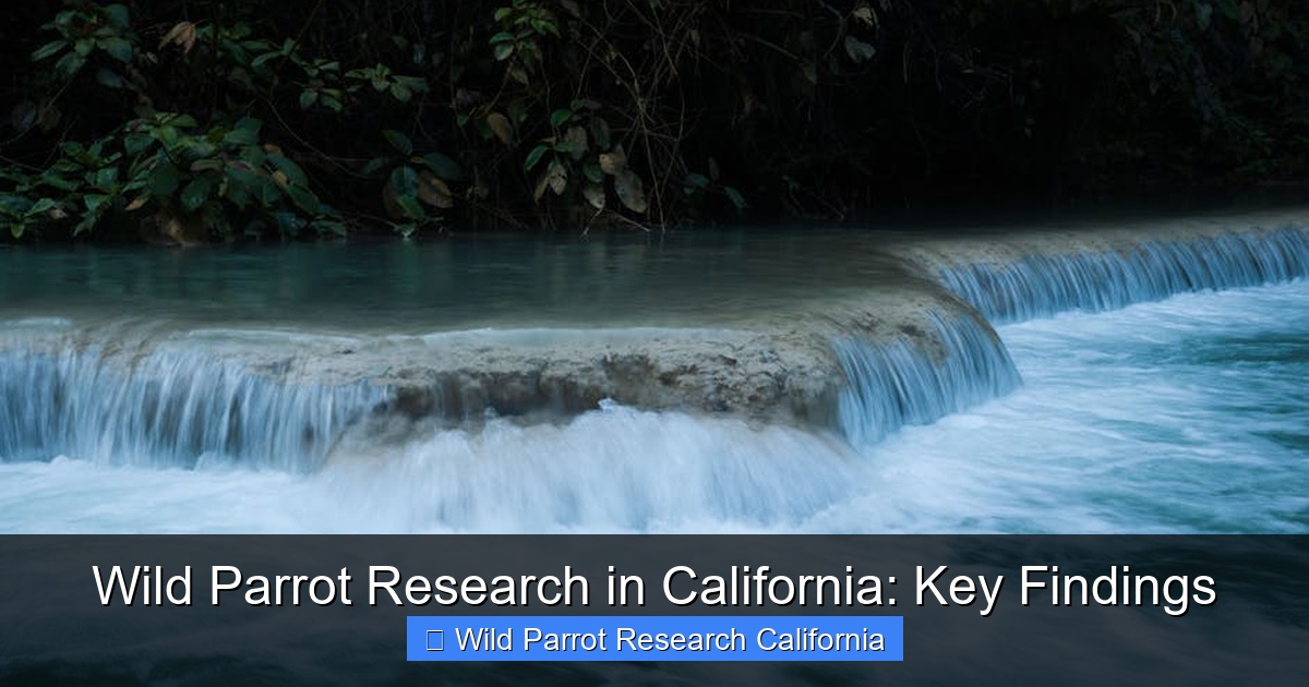 Featured image for Wild Parrot Research in California: Key Findings