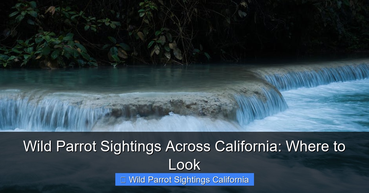 Featured image for Wild Parrot Sightings Across California: Where to Look