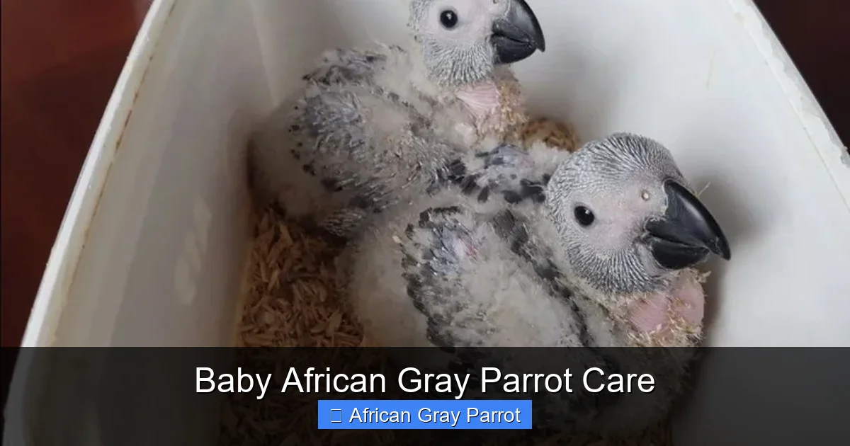 Baby African Gray Parrot Care