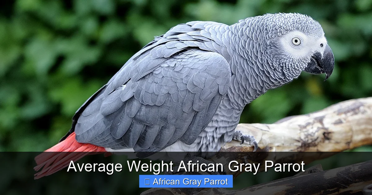 Average Weight African Gray Parrot