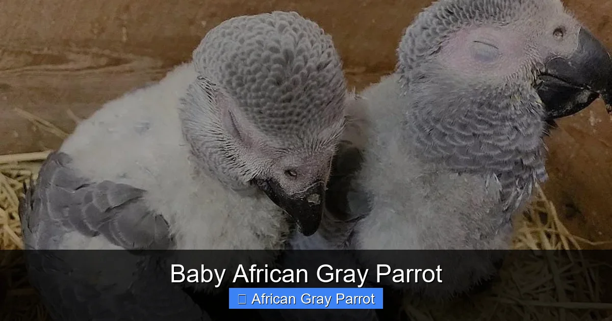 Baby African Gray Parrot