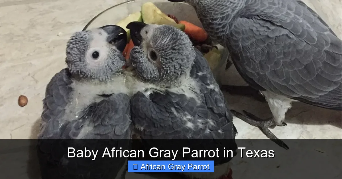 Baby African Gray Parrot in Texas