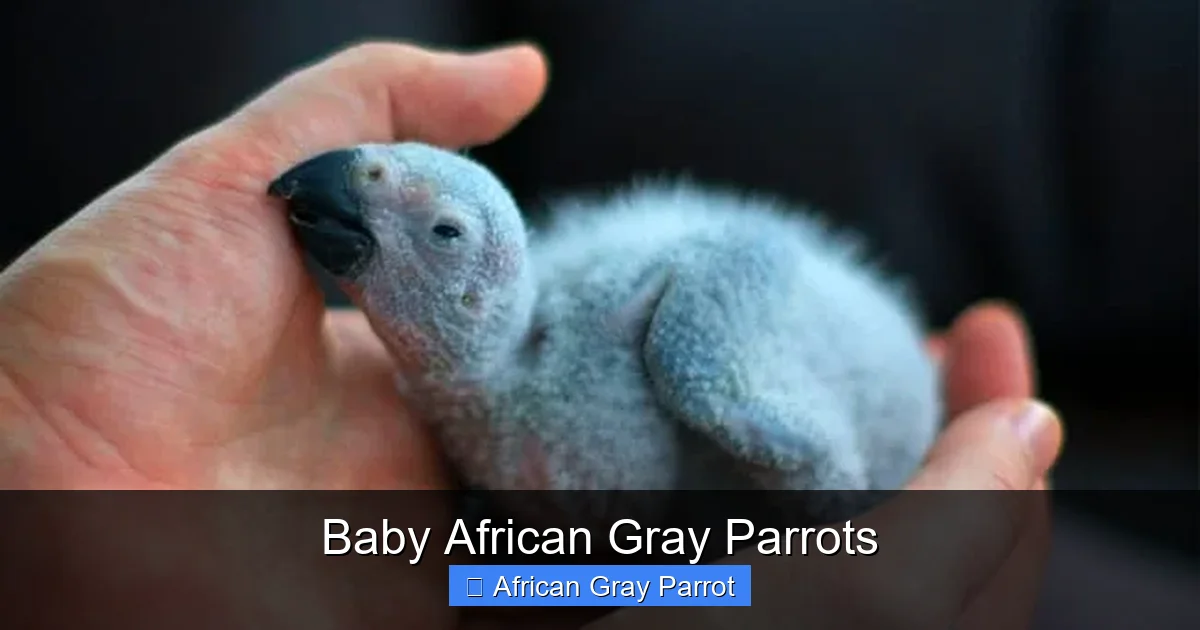 Baby African Gray Parrots