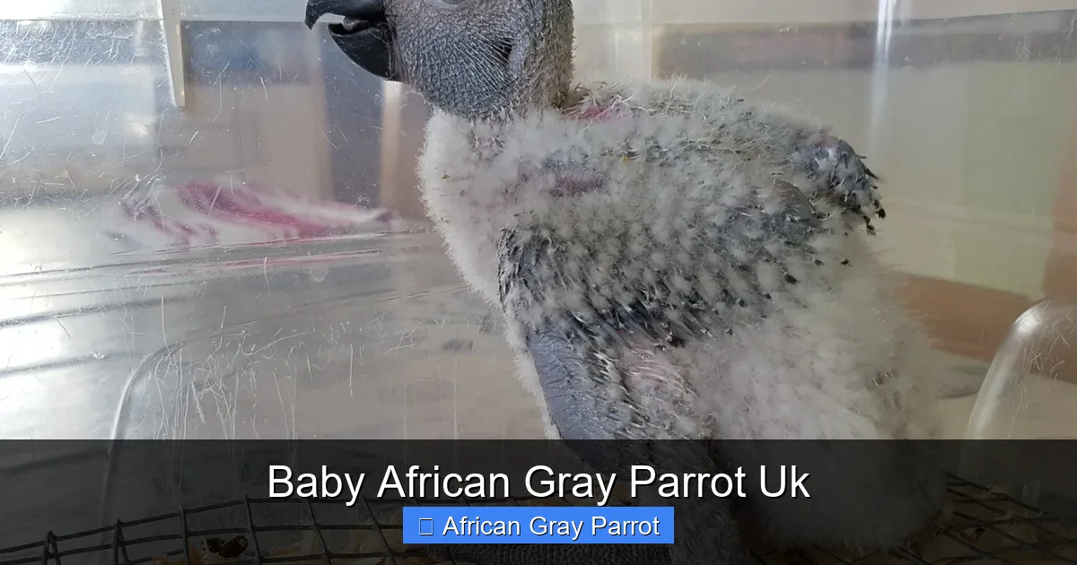 Baby African Gray Parrot Uk