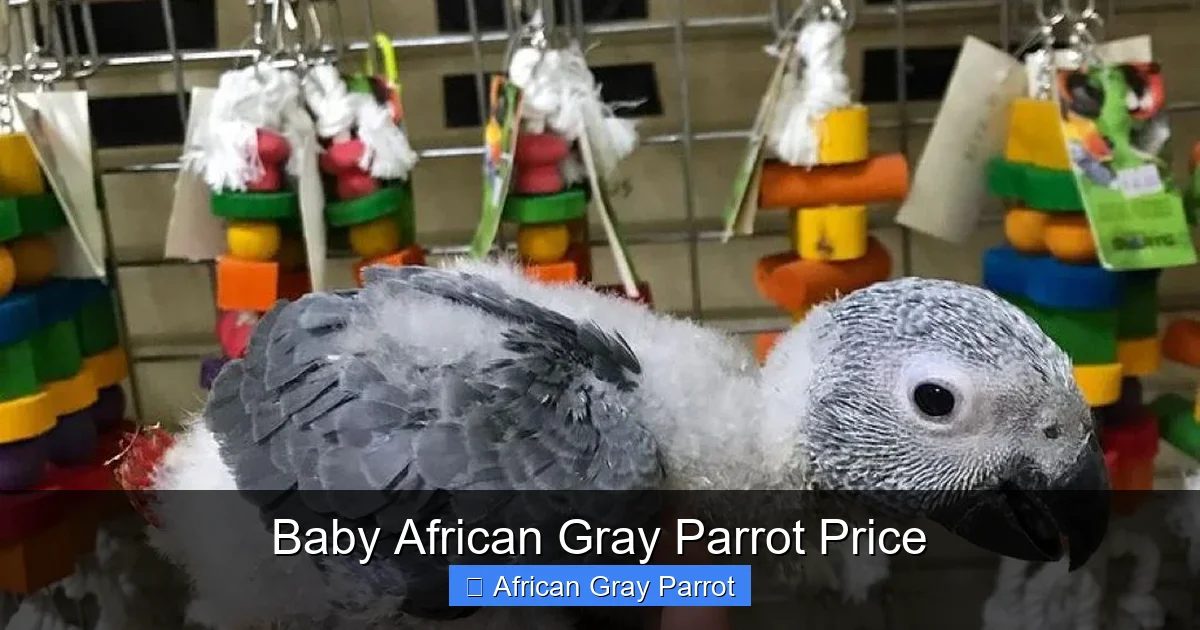 Baby African Gray Parrot Price