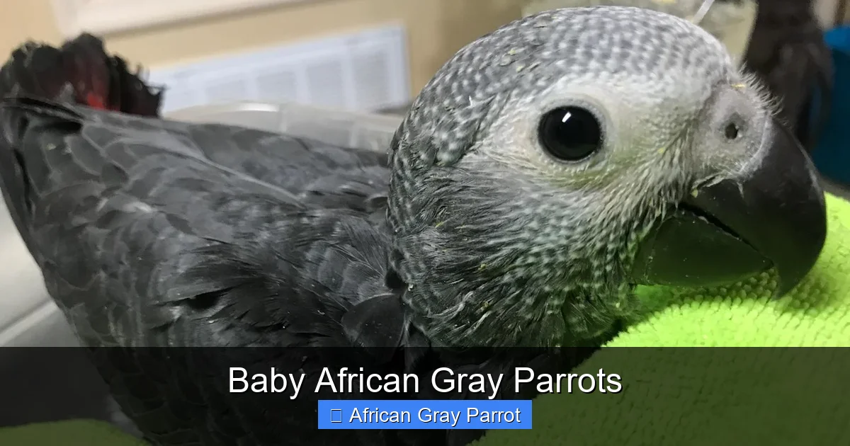 Baby African Gray Parrots