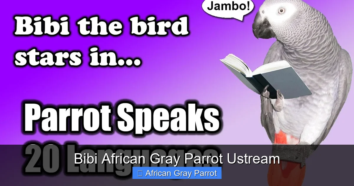 Bibi African Gray Parrot Ustream