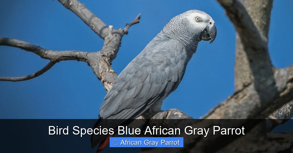 Bird Species Blue African Gray Parrot