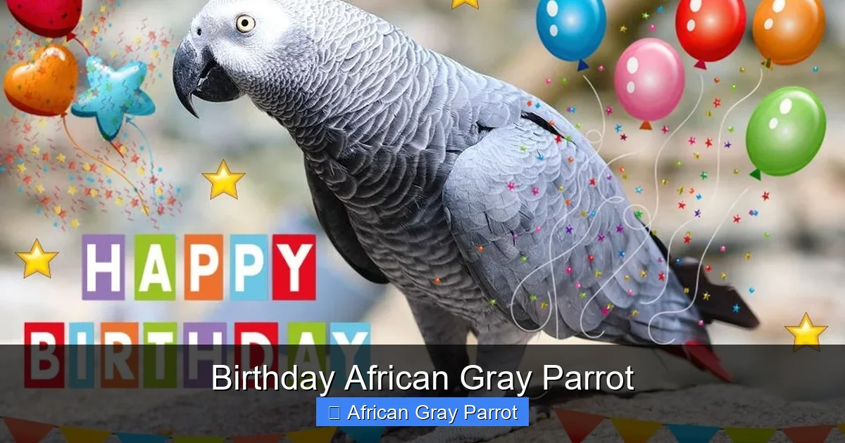 Birthday African Gray Parrot