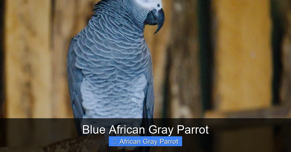 Blue African Gray Parrot