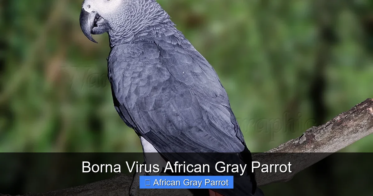Borna Virus African Gray Parrot