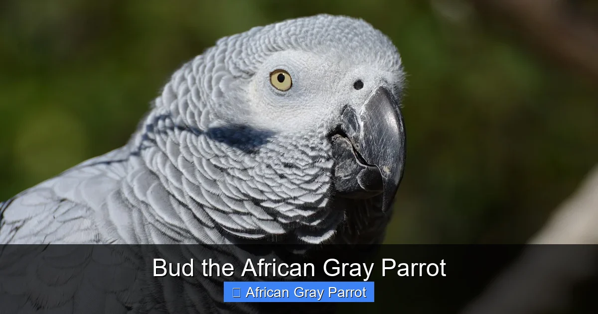 Bud the African Gray Parrot