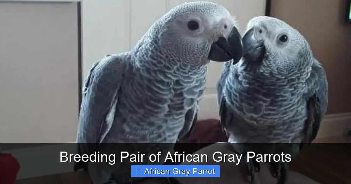 Breeding Pair of African Gray Parrots