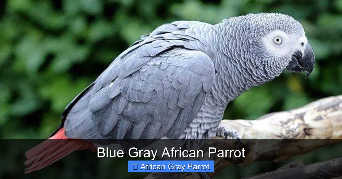 Blue Gray African Parrot