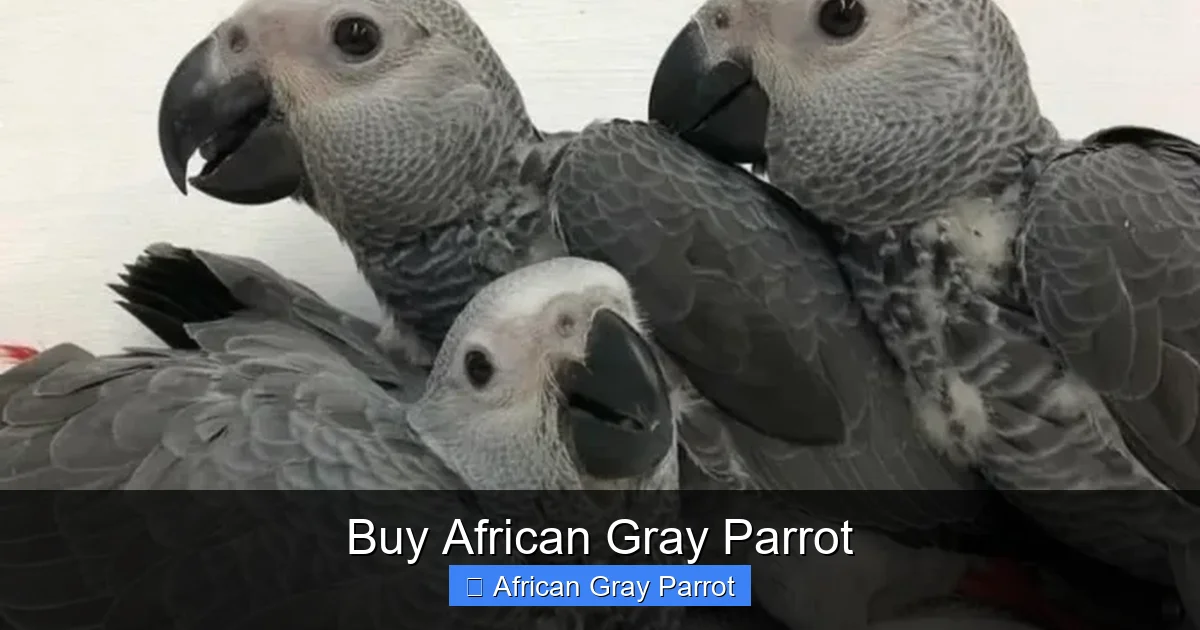 Buy African Gray Parrot