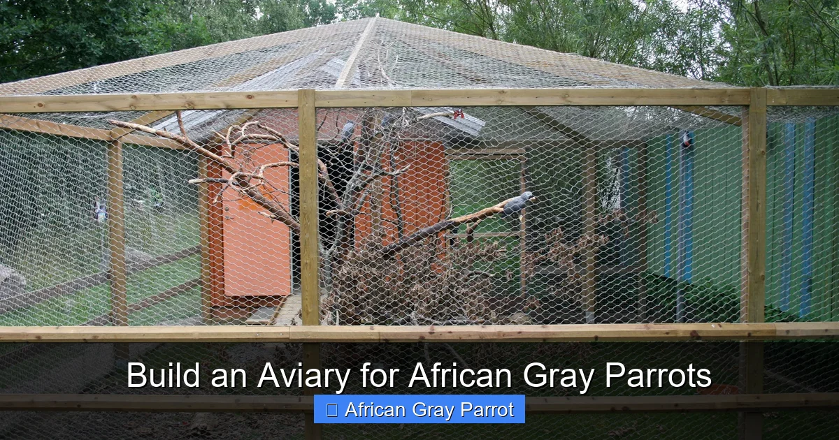 Build an Aviary for African Gray Parrots