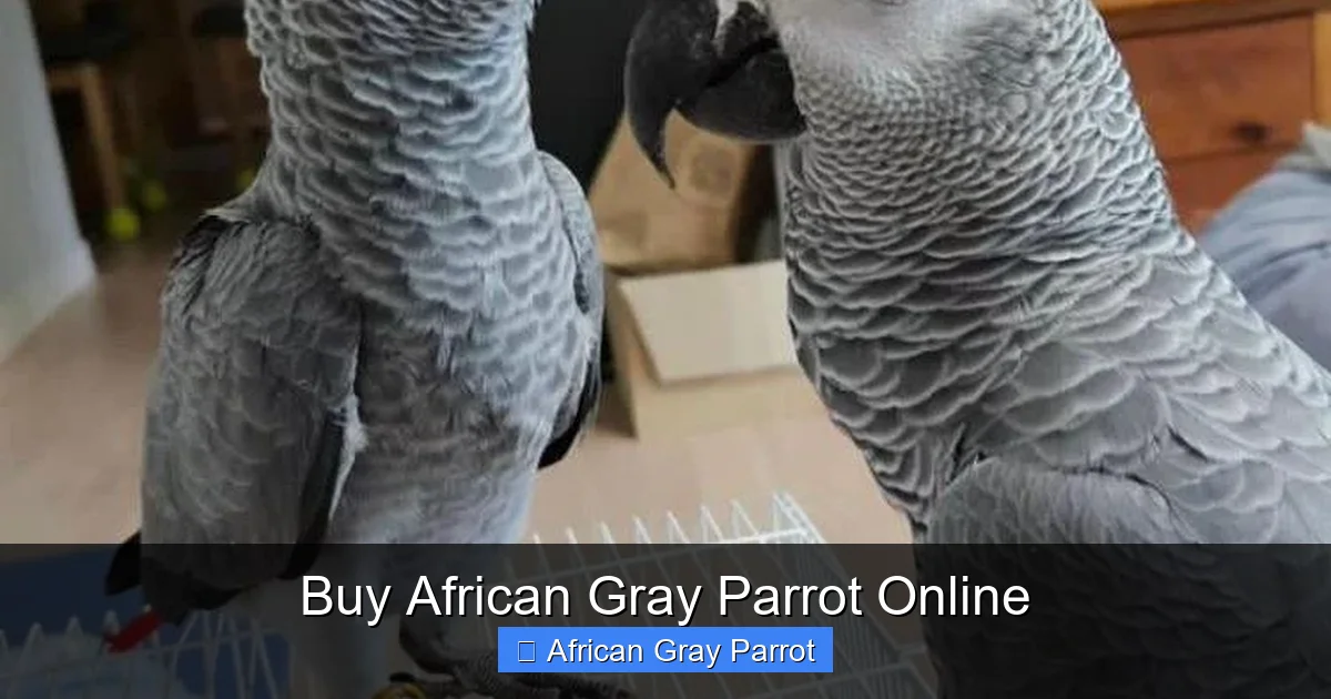 Buy African Gray Parrot Online