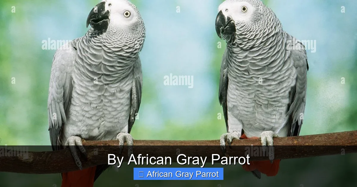 By African Gray Parrot