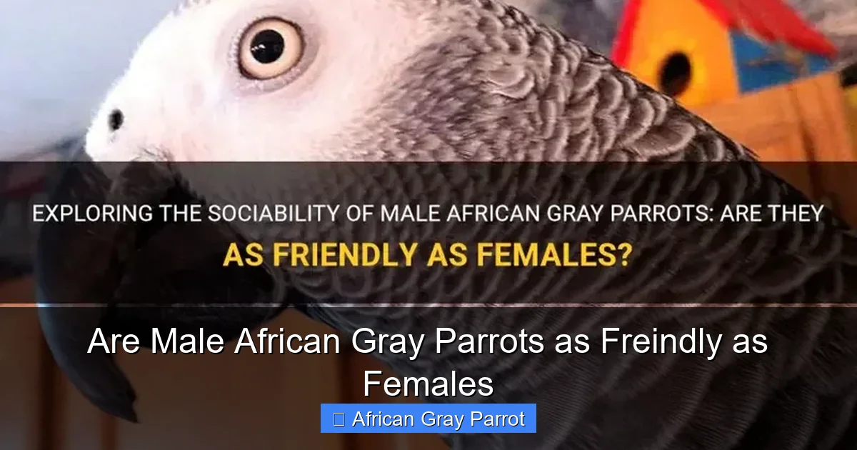 Are Male African Gray Parrots as Freindly as Females