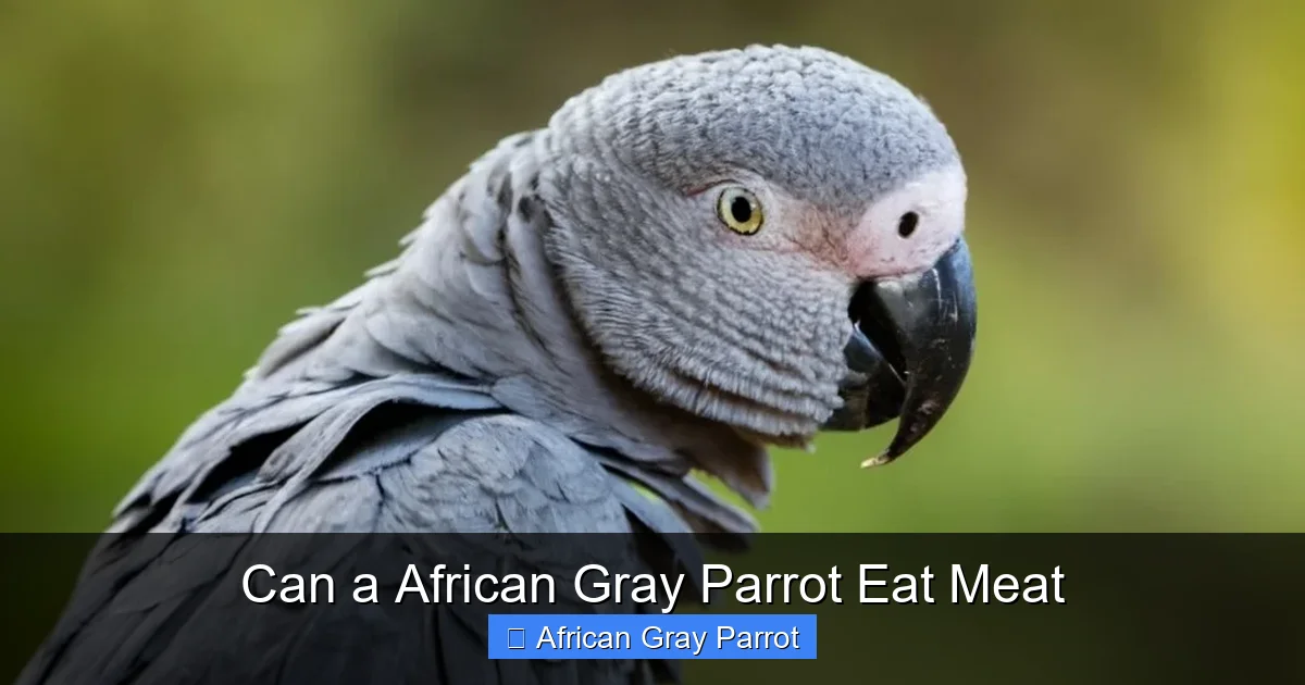 Can a African Gray Parrot Eat Meat
