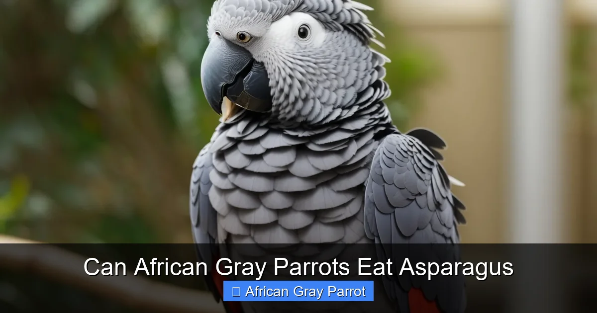Can African Gray Parrots Eat Asparagus