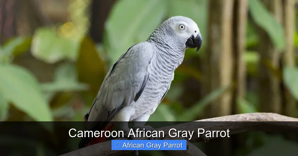 Cameroon African Gray Parrot
