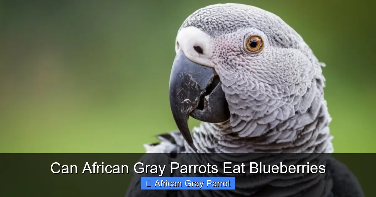 Can African Gray Parrots Eat Blueberries