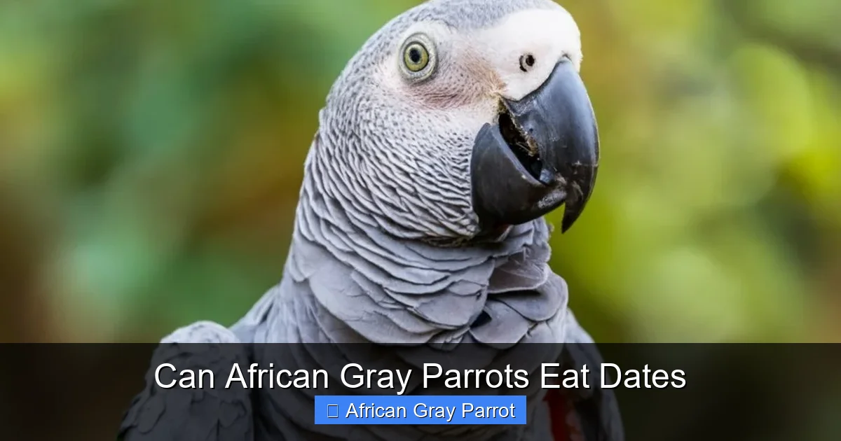 Can African Gray Parrots Eat Dates