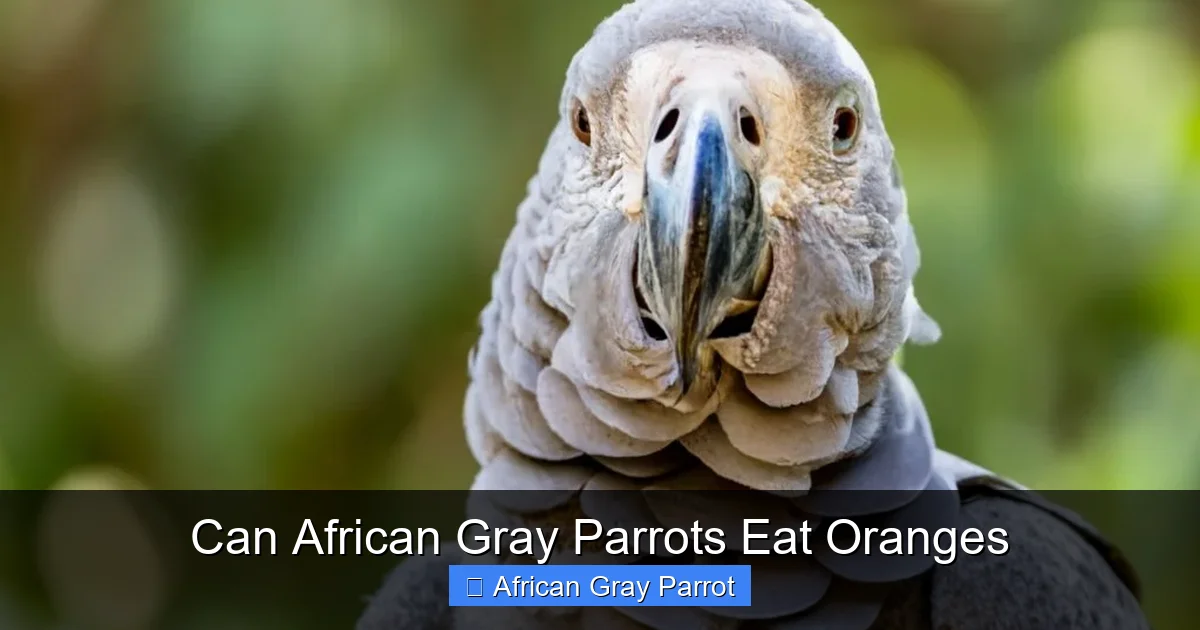Can African Gray Parrots Eat Oranges