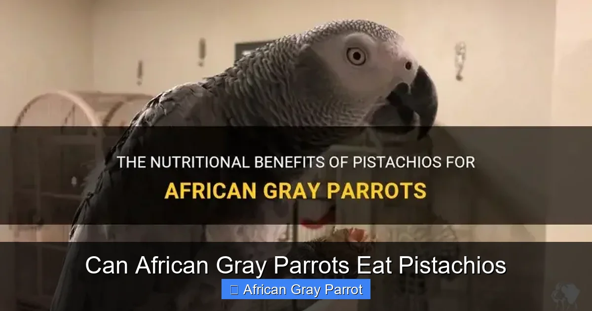 Can African Gray Parrots Eat Pistachios