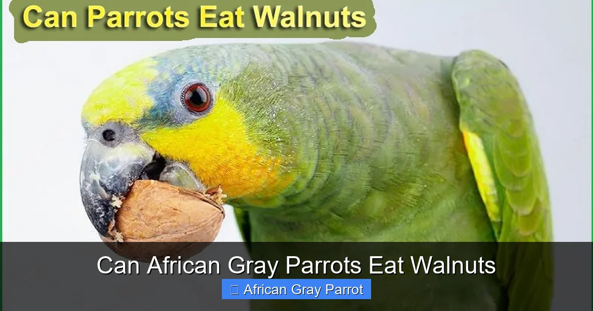 Can African Gray Parrots Eat Walnuts