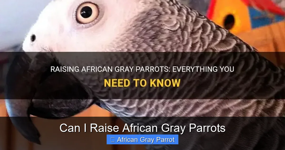 Can I Raise African Gray Parrots
