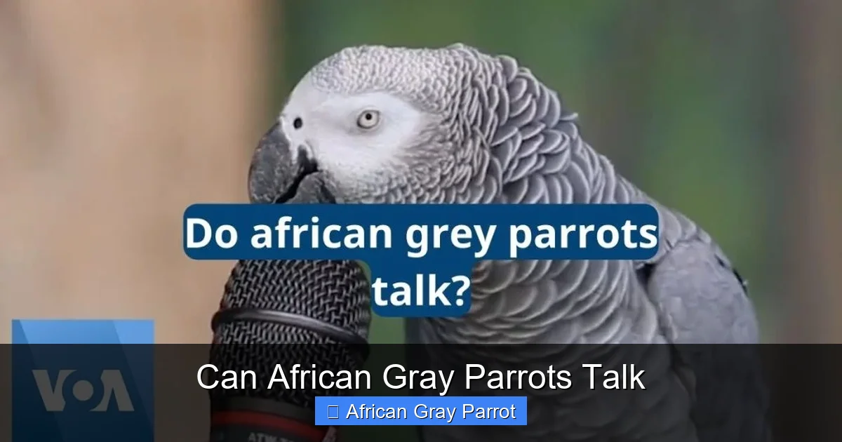 Can African Gray Parrots Talk